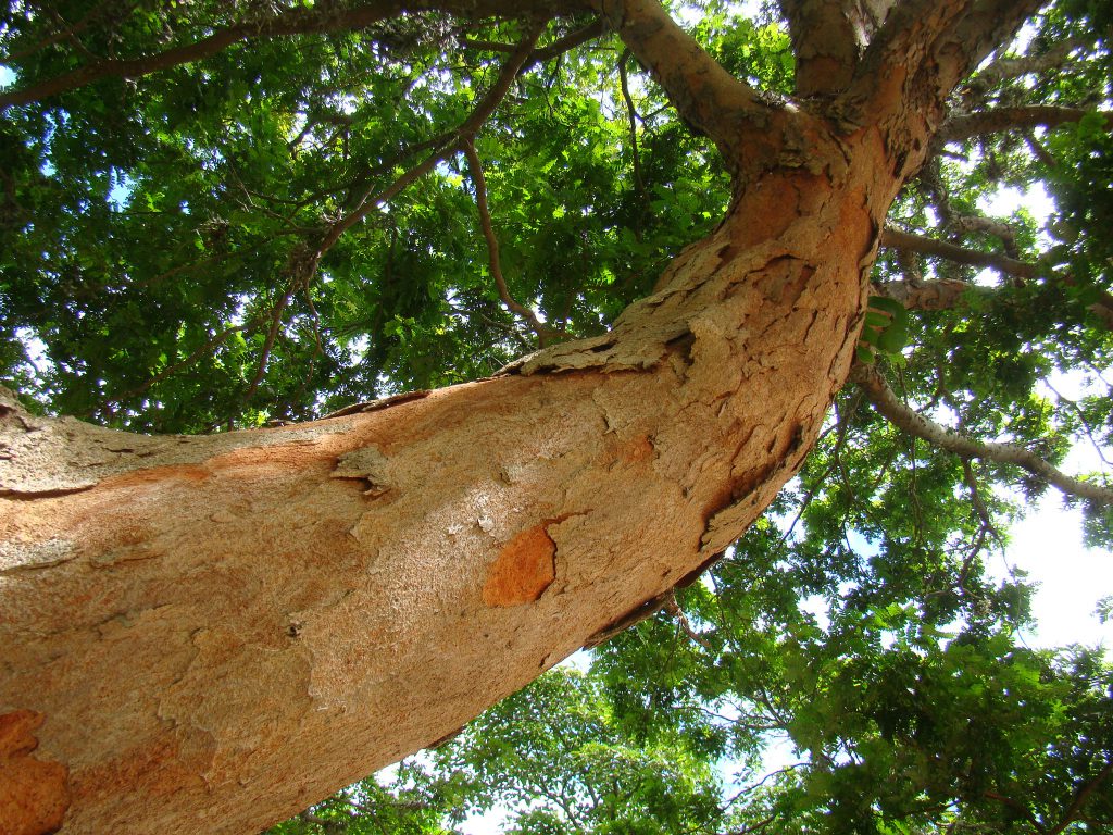 Árvore de pau-brasil