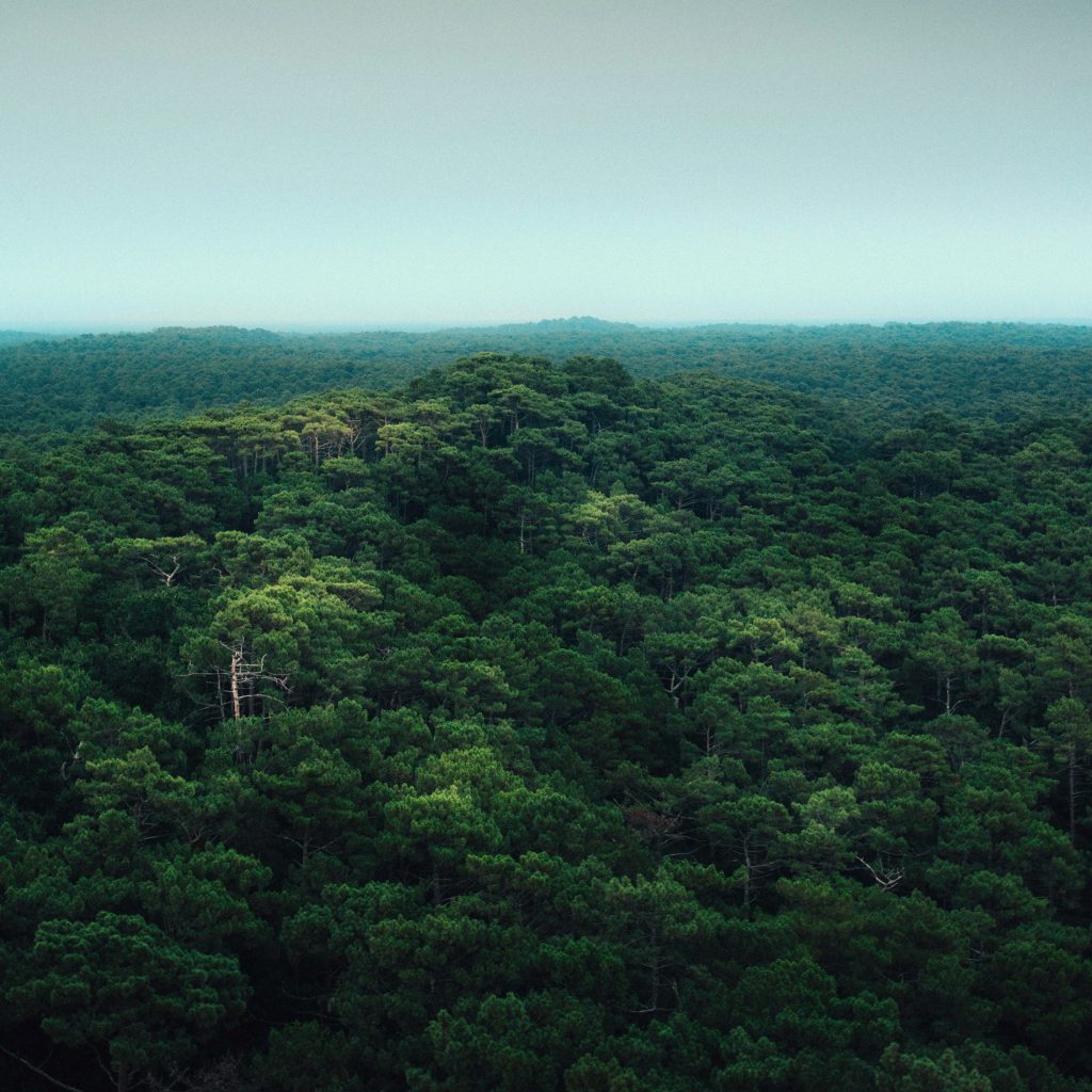 Vista ampla de uma floresta
