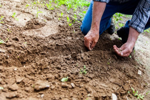 Homem plantando sementes no solo