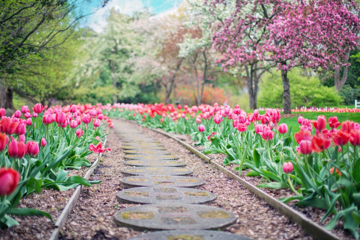 Caminho em jardim ladeado por belas tulipas rosadas