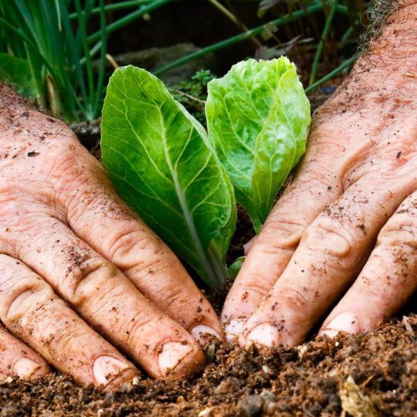 Mãos plantando muda de vegetal em uma horta