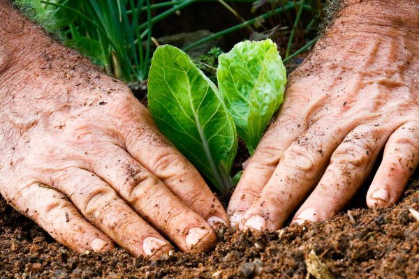 Mãos plantando muda de vegetal no solo de uma horta