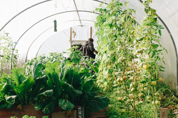 Estufa com várias espécies de plantas em primeiro plano