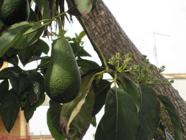 Abacateiro