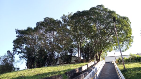 Consultoria ambiental em São Paulo para inventário arbóreo, manejo de árvores e compensação ambiental