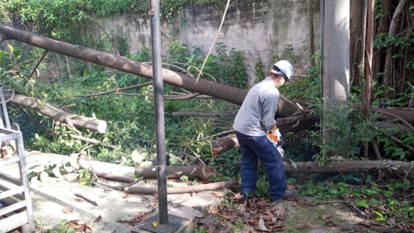 Corte de árvores em São Paulo e manejo arbóreo