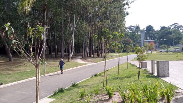 Manejo de árvores em São Paulo