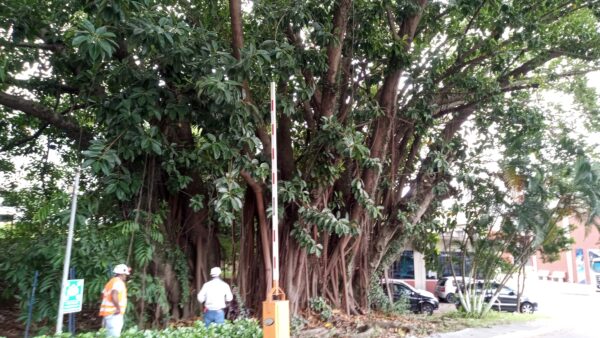 poda-arvores-sao-paulo-laudo-arboreo.jpg