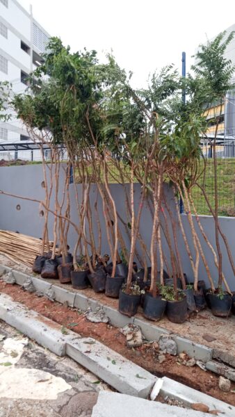 Entrega de mudas de árvores nativas para cumprimento de TCA na SVMA