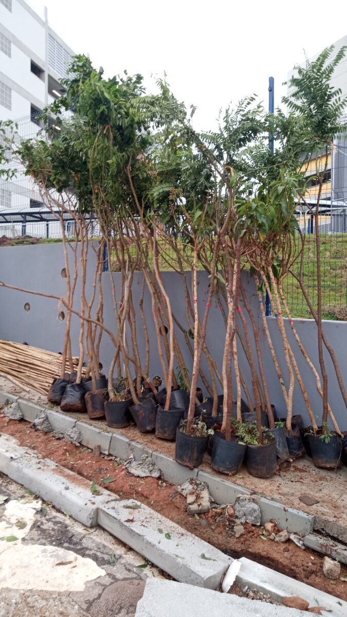 Entrega de mudas de árvores nativas para cumprimento de TCA na SVMA