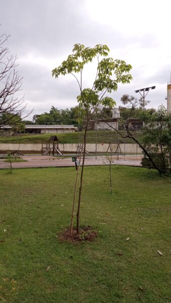 TAC ambiental e reparação de dano ambiental em São Paulo