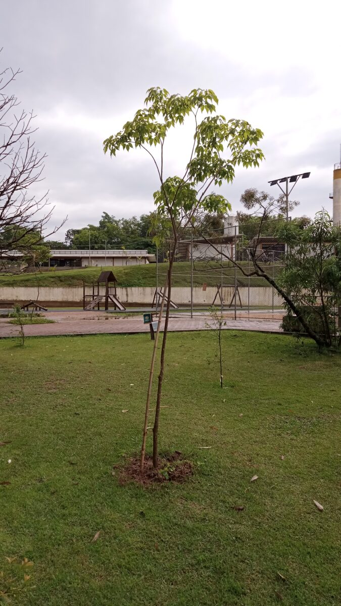 TAC ambiental e reparação de dano ambiental em São Paulo