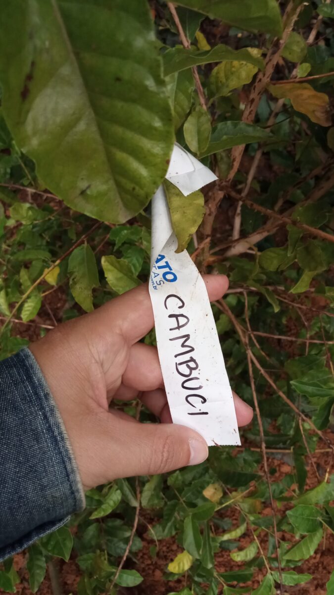 Plantio de 108 mudas nativas em projeto de reparação de dano ambiental para TAC em São Paulo.