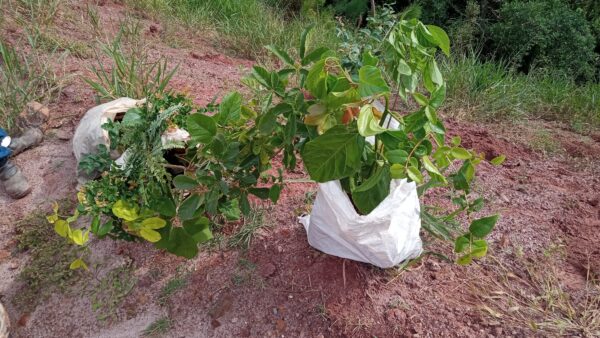 Serviços ambientais da Green São Paulo com manejo arbóreo e plantio de árvores nativas.